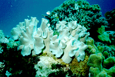 Korallen Barrier Reef